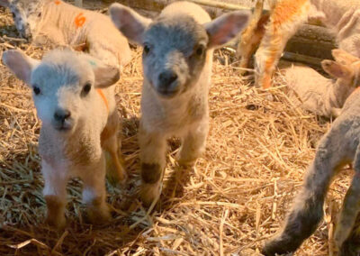 Lambing Open Days at Broadlees Farm