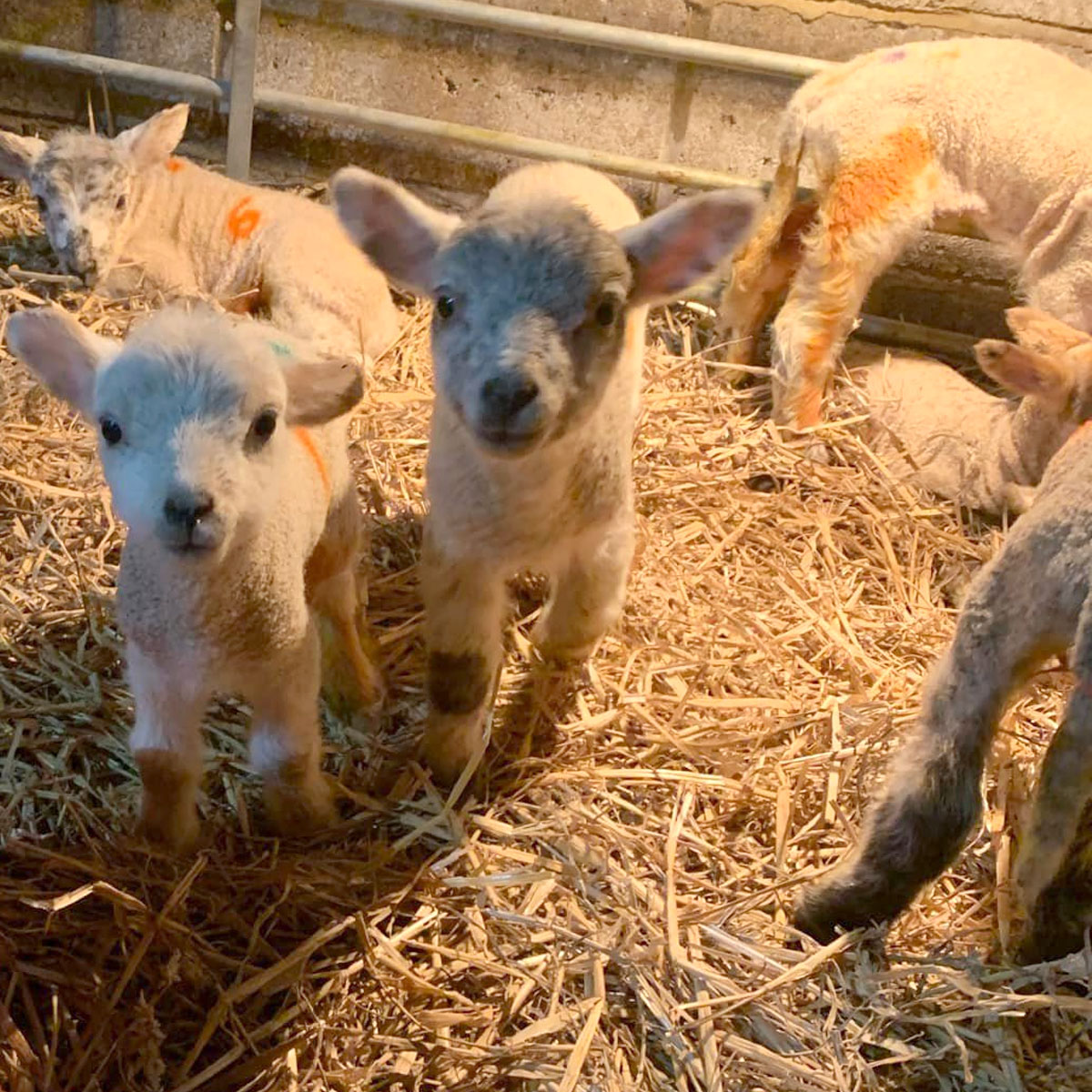 Lambing Open Days at Broadlees Farm