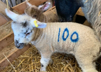 Lambing Open Days at Broadlees Farm