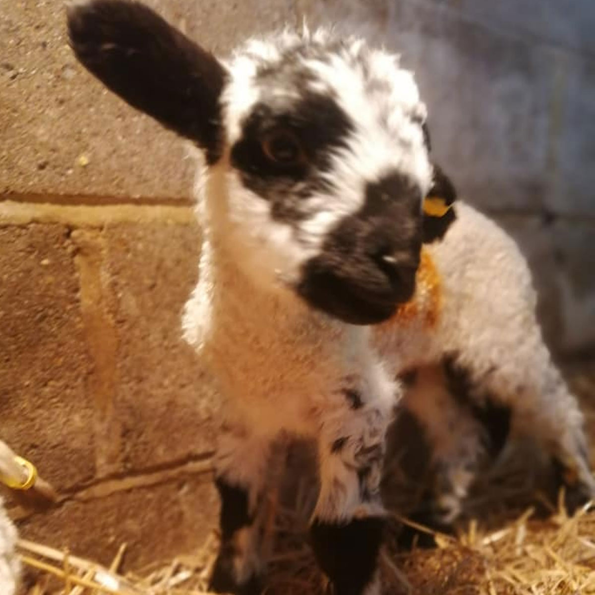 Lambing Open Days at Broadlees Farm